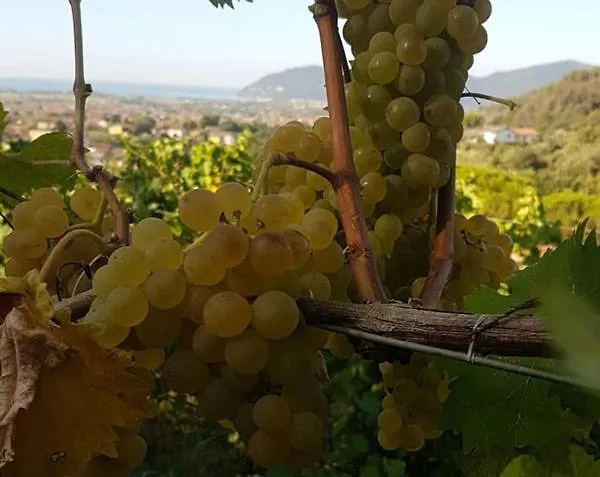 Agriturismo La Carreccia Luni 0*,